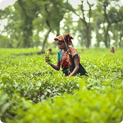 Sylhet
